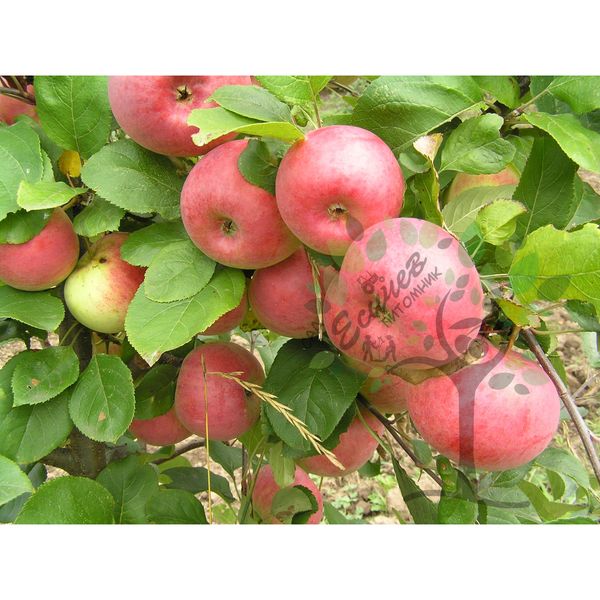Сорта яблони ауксис фото и описание сорта